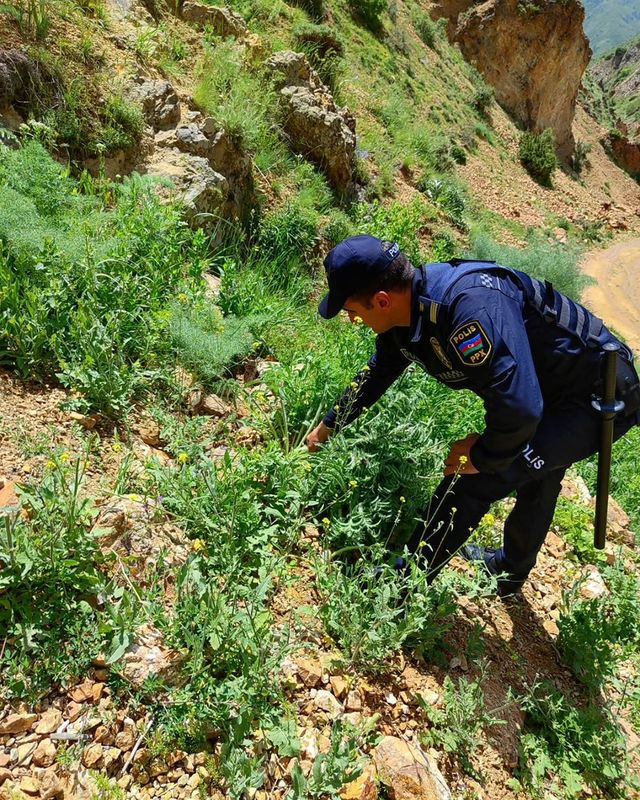 Naxçıvanda 30045 ədəd çətənə bitkisi kolu kökündən çıxarılaraq məhv edilib<font color=red> - FOTOLAR</font>