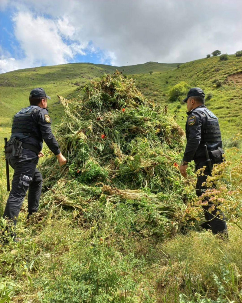 Naxçıvanda yabanı halda bitən narkotik tərkibli bitkilər aşkar edilərək məhv edilib<font color=red> - FOTOLAR</font>