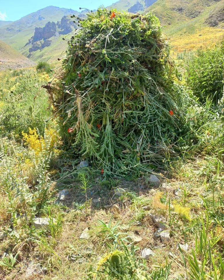 Naxçıvanda yabanı halda bitən narkotik tərkibli bitkilər aşkar edilərək məhv edilib<font color=red> - FOTOLAR</font>