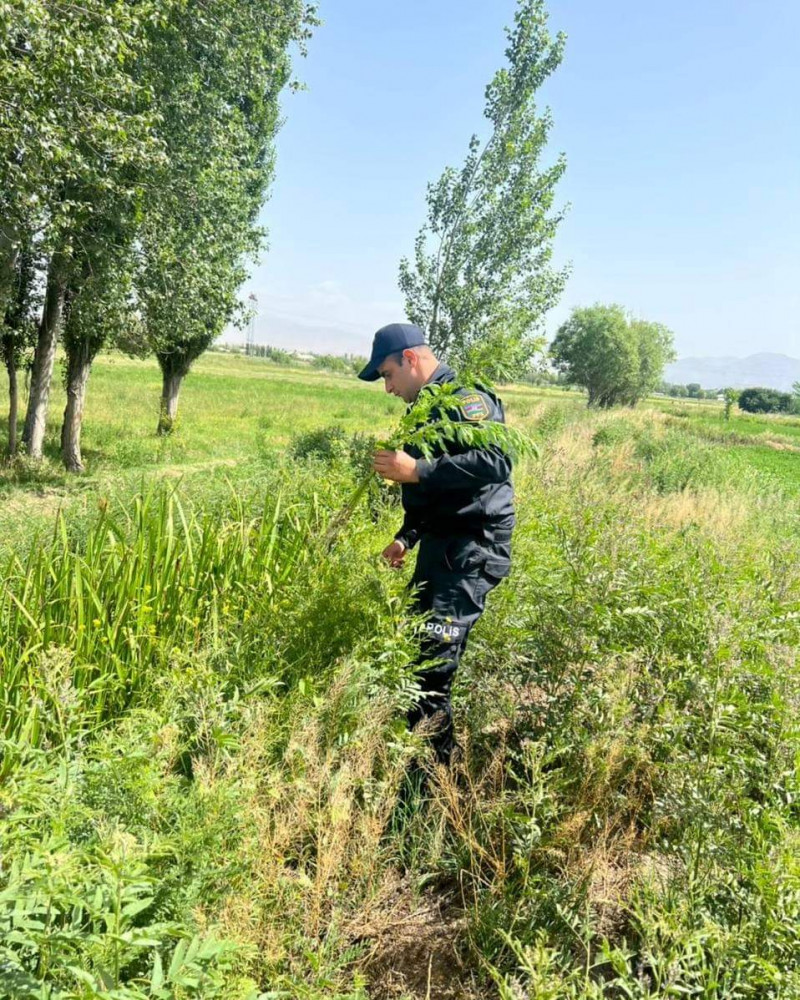 Naxçıvanda yabanı halda bitən narkotik tərkibli bitkilər aşkar edilərək məhv edilib<font color=red> - FOTOLAR</font>