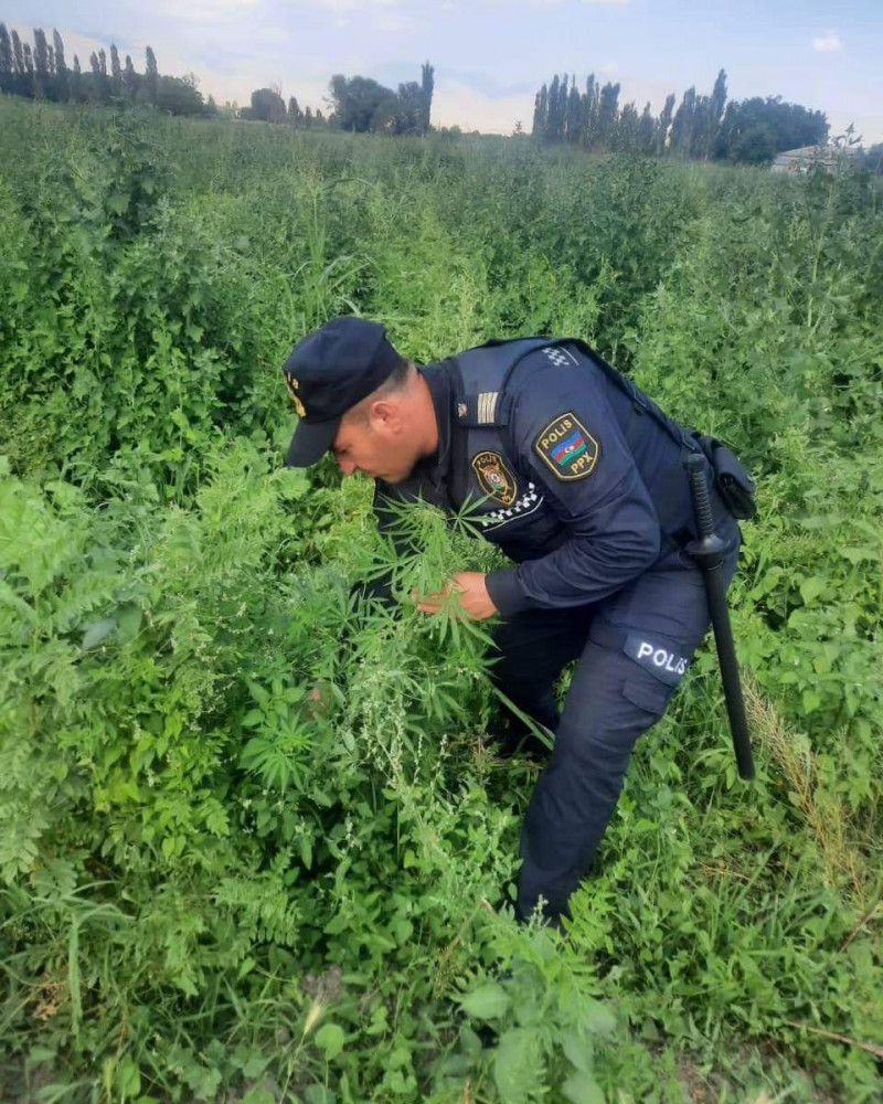 Naxçıvanda yabanı halda bitən narkotik tərkibli bitkilər aşkar edilərək məhv edilib<font color=red> - FOTOLAR</font>
