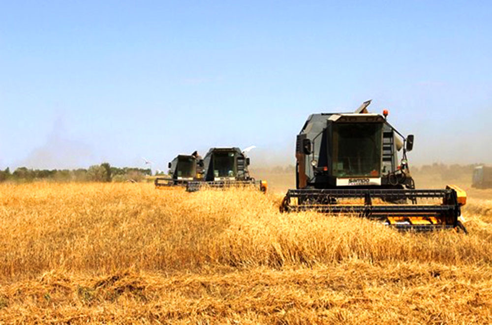 “Araz” Elm İstehsat Birliyinin əkin sahələrində taxıl biçininə başlanılıb<font color=red> - FOTOLAR</font>