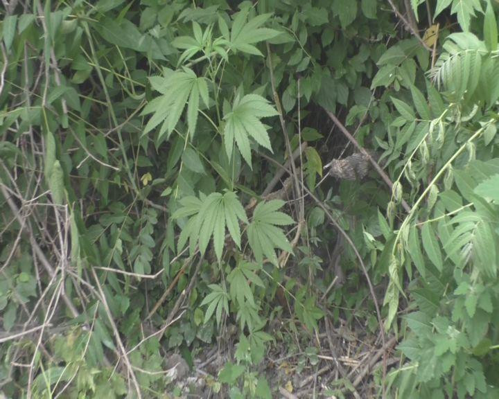 Göyçayda iranlı narkotacirə kuryerlik edən şəxs saxlanılıb<font color=red> - FOTOLAR</font>