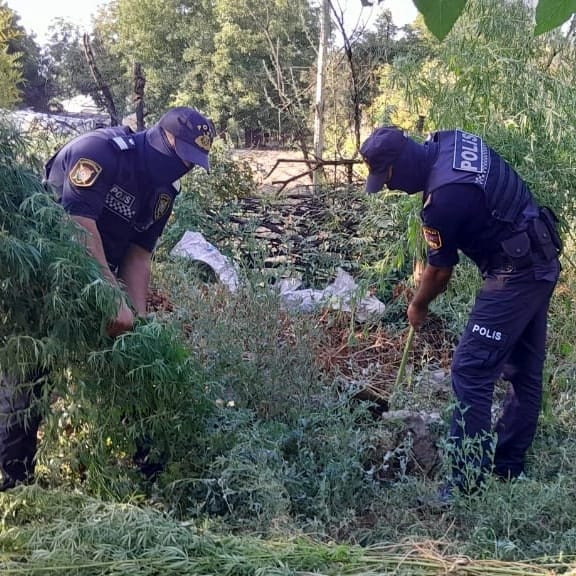 Şərurda yabanı halda bitmiş 15 min ədəd narkotik tərkibli çətənə bitkisi kolu aşkar olunub<font color=red> - FOTOLAR</font>