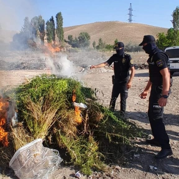 Şərurda yabanı halda bitmiş 15 min ədəd narkotik tərkibli çətənə bitkisi kolu aşkar olunub<font color=red> - FOTOLAR</font>
