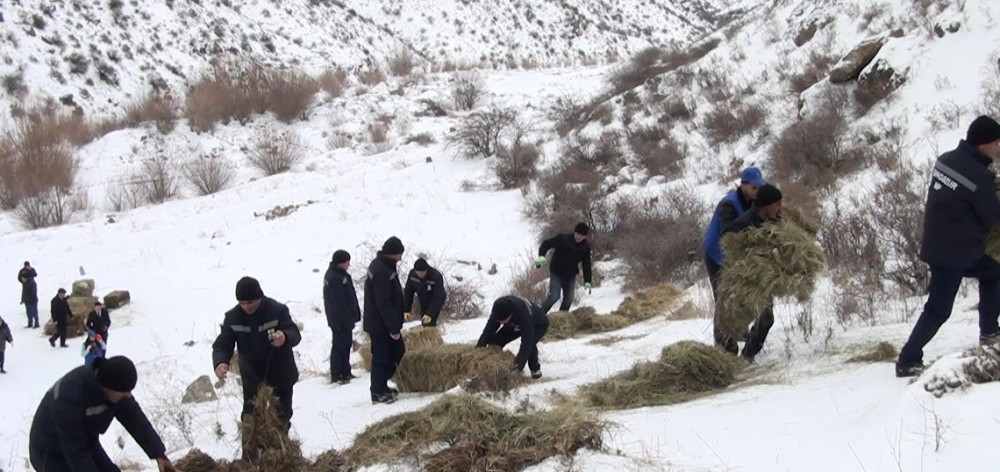 Zəngəzur Milli Parkında biotexniki tədbir keçirilib<font color=red> - FOTOLAR</font>