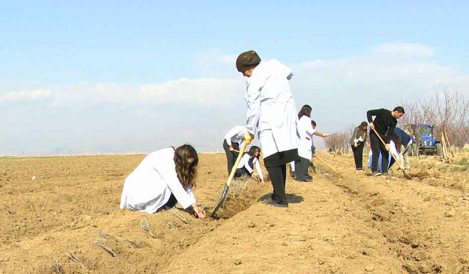 Naxçıvanda ilk dəfə lavanda bitkisi əkilib<font color=red> - FOTOLAR</font>