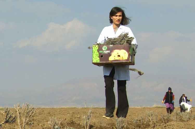 Naxçıvanda ilk dəfə lavanda bitkisi əkilib<font color=red> - FOTOLAR</font>