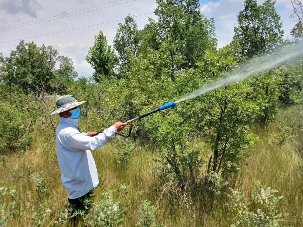 Uzunoba Dövlət Meşəsində ziyanvericilərə və xəstəliklərə qarşı ağacların dərmanlaması işləri görülüb<font color=red> - FOTOLAR</font>
