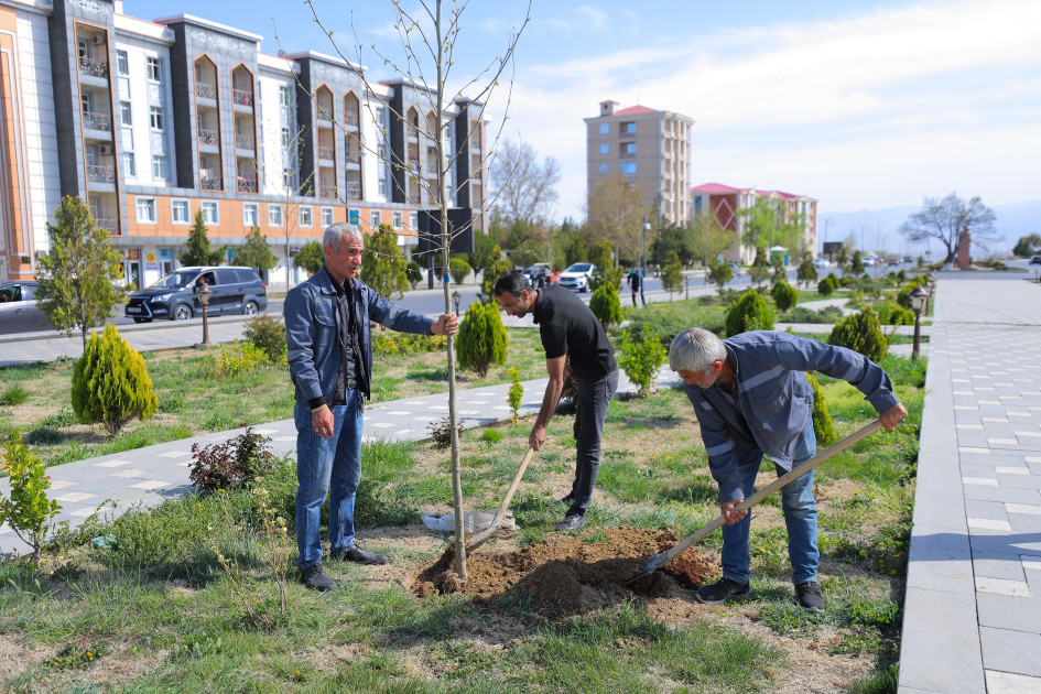 Naxçıvan şəhərində Xan çinarı və akasiya ağacları əkilir<font color=red> - FOTOLAR</font>