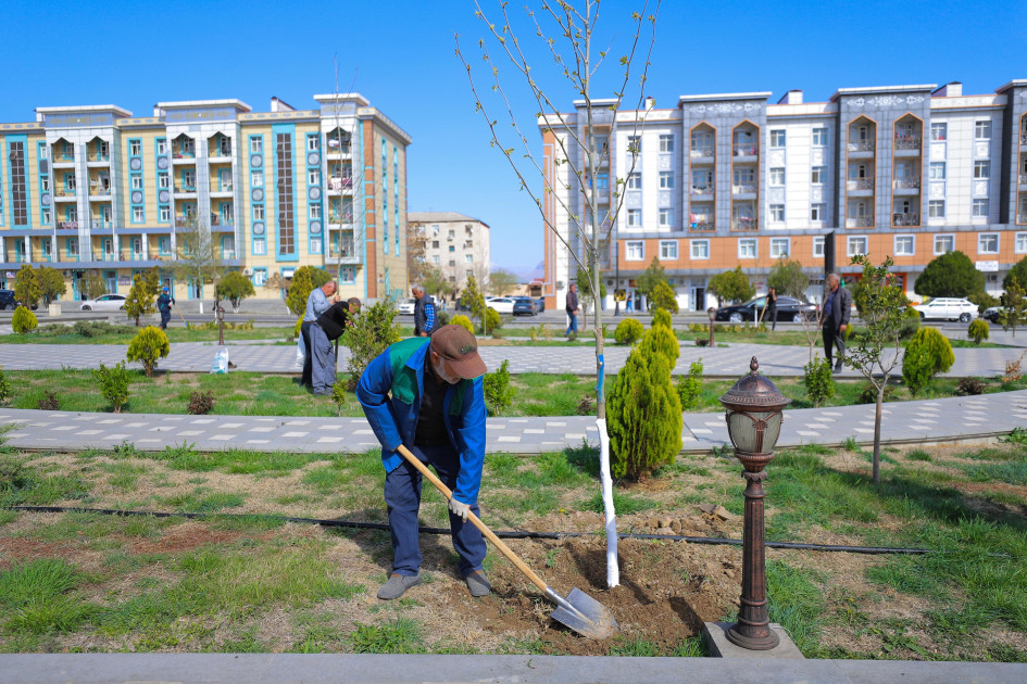 Naxçıvan şəhərində Xan çinarı və akasiya ağacları əkilir<font color=red> - FOTOLAR</font>