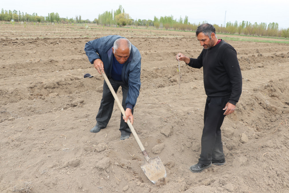 Dövlət Proqramı çərçivəsində Şərur rayonunda elmi-tədqiqat məqsədli üzüm bağı salınıb<font color=red> - FOTOLAR</font>