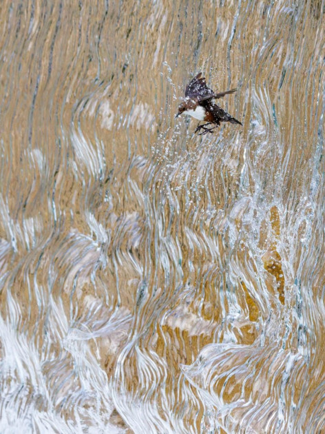 “2025-ci ilin ən yaxşı təbiət fotoqrafı” müsabiqəsinin nəticələri açıqlanıb <font color=red> - FOTOLAR</font>