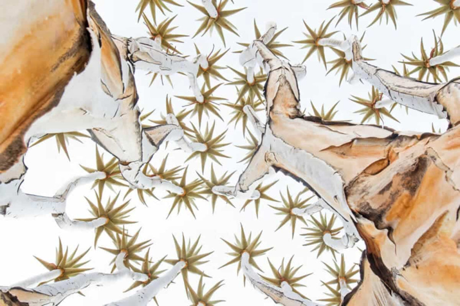 “2025-ci ilin ən yaxşı təbiət fotoqrafı” müsabiqəsinin nəticələri açıqlanıb <font color=red> - FOTOLAR</font>