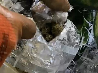 Qarpızın içərisində gizlədilən 63 kiloqramdan artıq narkotik aşkar edilib<font color=red> - FOTOLAR</font>