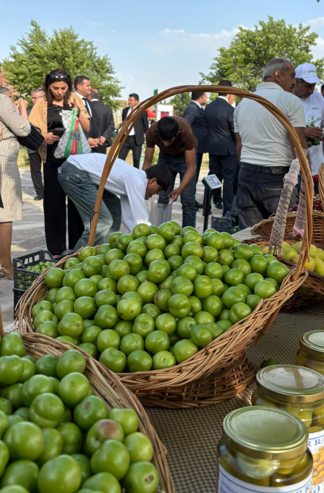 Göycə festivalı Naxçıvanda<font color=red> - FOTOLAR</font>