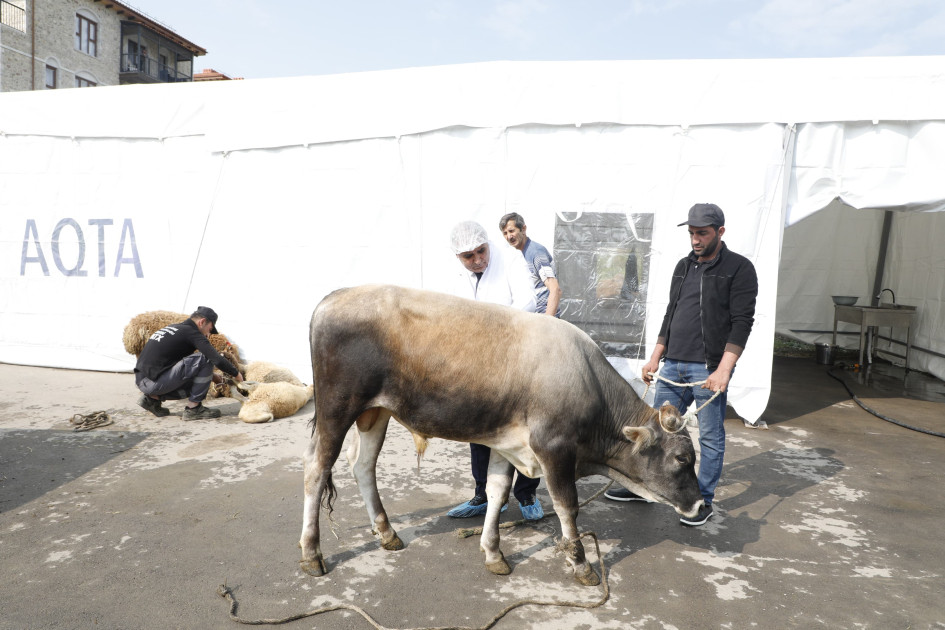 Şuşada qurbanlıq heyvanların səyyar kəsim məntəqəsi təşkil edilib<font color=red> - FOTOLAR</font>