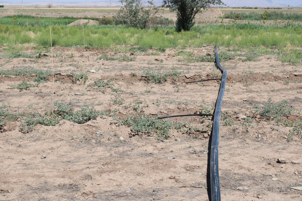 "Əshabi-Kəhf" ziyarətgahına gedən yolun kənarında damcılı suvarma sistemi quraşdırılıb<font color=red> - FOTOLAR</font>