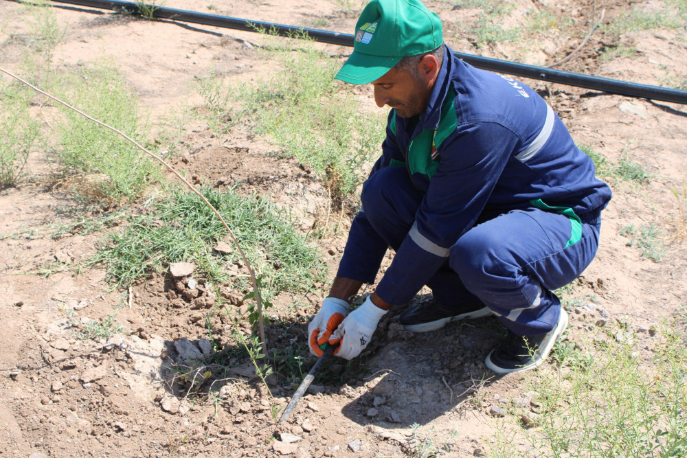 "Əshabi-Kəhf" ziyarətgahına gedən yolun kənarında damcılı suvarma sistemi quraşdırılıb<font color=red> - FOTOLAR</font>