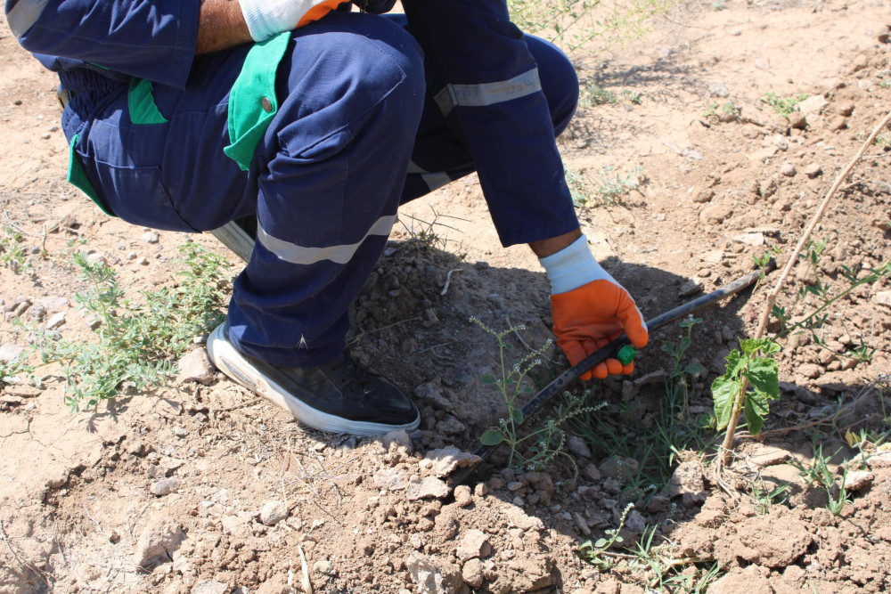"Əshabi-Kəhf" ziyarətgahına gedən yolun kənarında damcılı suvarma sistemi quraşdırılıb<font color=red> - FOTOLAR</font>