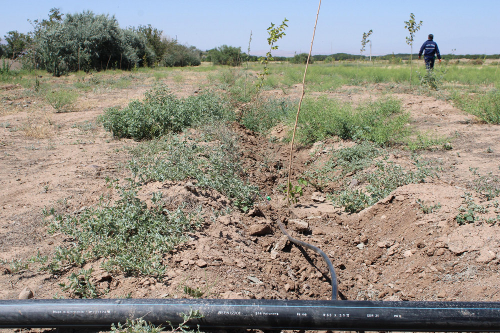 "Əshabi-Kəhf" ziyarətgahına gedən yolun kənarında damcılı suvarma sistemi quraşdırılıb<font color=red> - FOTOLAR</font>