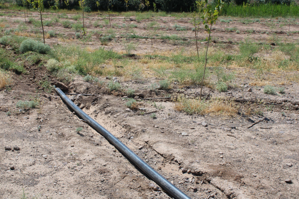 "Əshabi-Kəhf" ziyarətgahına gedən yolun kənarında damcılı suvarma sistemi quraşdırılıb<font color=red> - FOTOLAR</font>