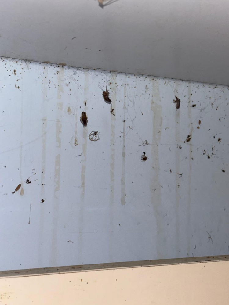 Şahbuz şəhərində yerləşən kafenin fəaliyyəti məhdudlaşdırılıb<font color=red> - FOTOLAR</font>