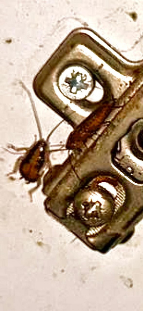 Culfada kafedə ciddi nöqsanlar aşkarlanıb, fəaliyyəti məhdudlaşdırılıb<font color=red> - FOTOLAR</font>