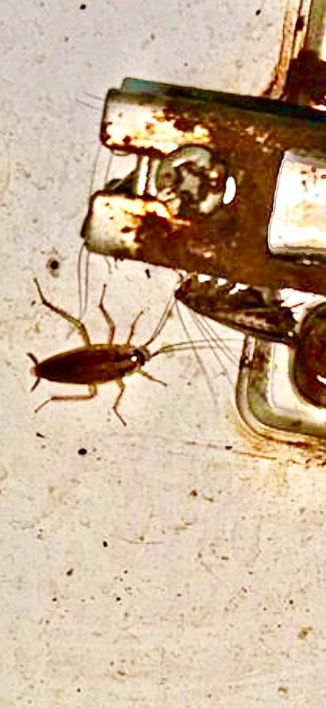 Culfada kafedə ciddi nöqsanlar aşkarlanıb, fəaliyyəti məhdudlaşdırılıb<font color=red> - FOTOLAR</font>