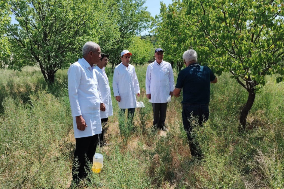 Naxçıvanda zərərvericilərdən azad zonaların yaradılması ilə bağlı tədbirlər görülür<font color=red> - FOTOLAR</font>