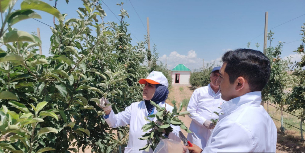 Naxçıvanda zərərvericilərdən azad zonaların yaradılması ilə bağlı tədbirlər görülür<font color=red> - FOTOLAR</font>