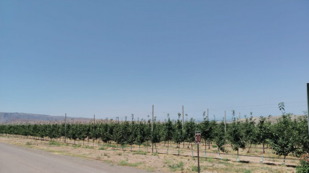 Naxçıvanda zərərvericilərdən azad zonaların yaradılması ilə bağlı tədbirlər görülür<font color=red> - FOTOLAR</font>