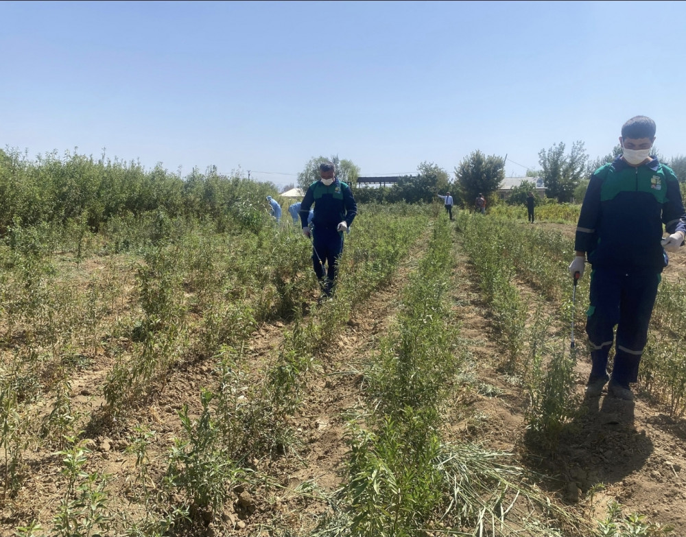 Tinglik sahələrində dərmanlama işləri görülüb<font color=red> - FOTOLAR</font>