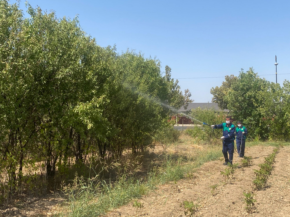 Tinglik sahələrində dərmanlama işləri görülüb<font color=red> - FOTOLAR</font>