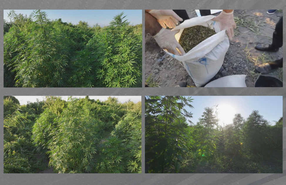 Şəkidə meşəlik ərazidə çətənə kolları və 8 kiloqram marixuana aşkarlanıb<font color=red> - FOTOLAR</font>