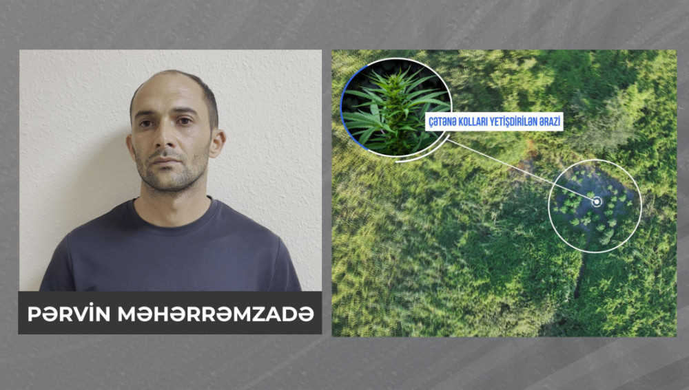 Şəkidə meşəlik ərazidə çətənə kolları və 8 kiloqram marixuana aşkarlanıb<font color=red> - FOTOLAR</font>