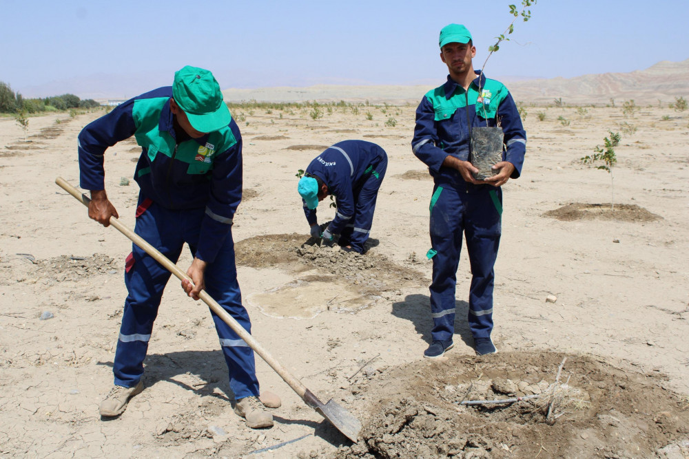 Ötən il salınmış tut bağında bərpa işləri aparılıb<font color=red> - FOTOLAR</font>