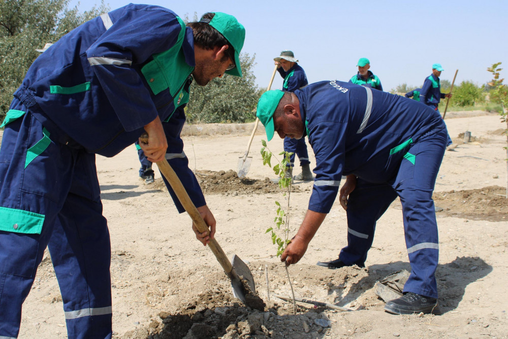 Ötən il salınmış tut bağında bərpa işləri aparılıb<font color=red> - FOTOLAR</font>