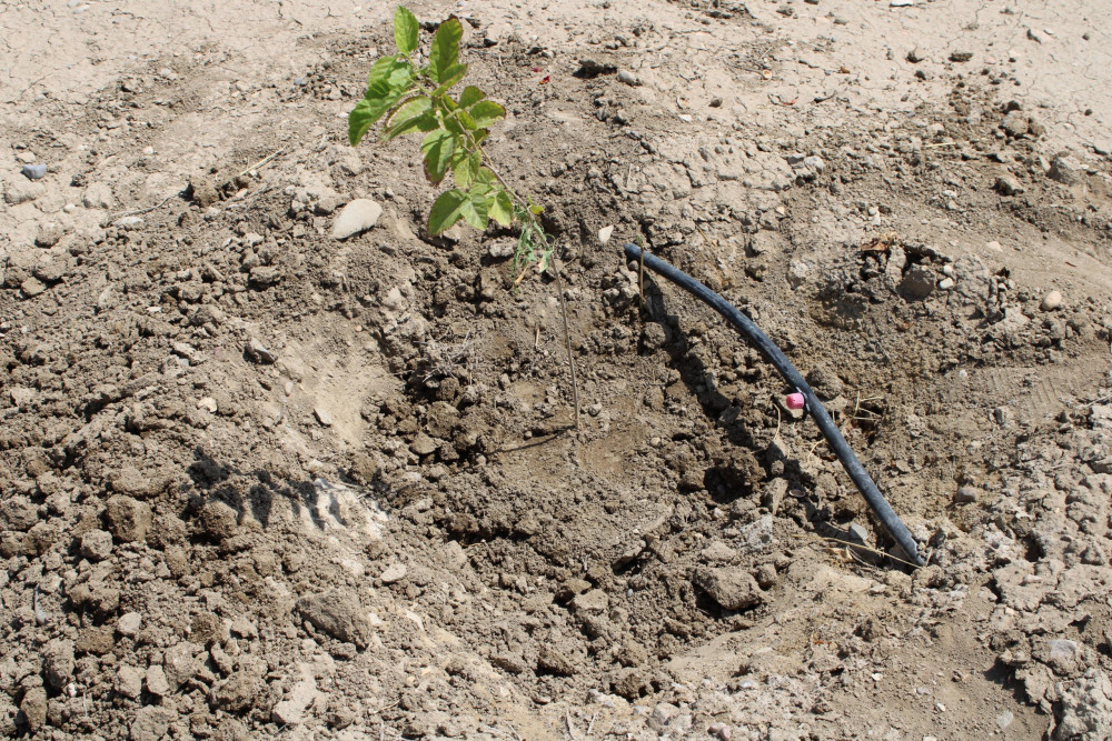 Ötən il salınmış tut bağında bərpa işləri aparılıb<font color=red> - FOTOLAR</font>