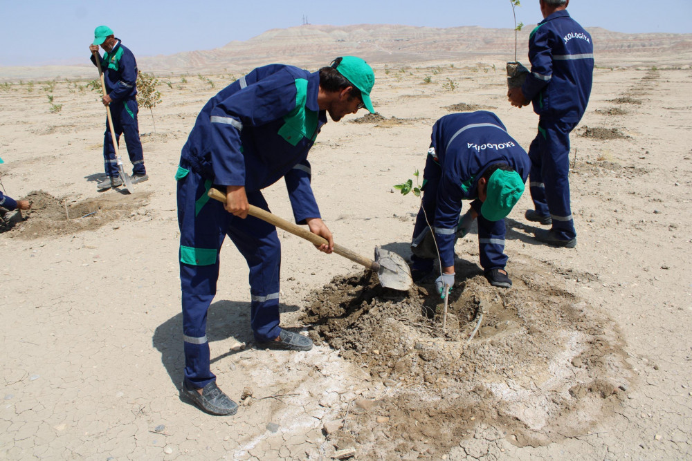 Ötən il salınmış tut bağında bərpa işləri aparılıb<font color=red> - FOTOLAR</font>