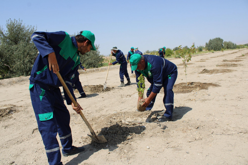 Ötən il salınmış tut bağında bərpa işləri aparılıb<font color=red> - FOTOLAR</font>