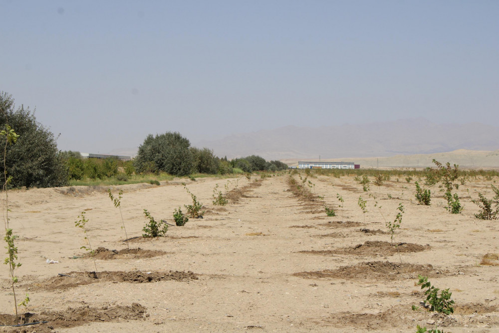 Ötən il salınmış tut bağında bərpa işləri aparılıb<font color=red> - FOTOLAR</font>