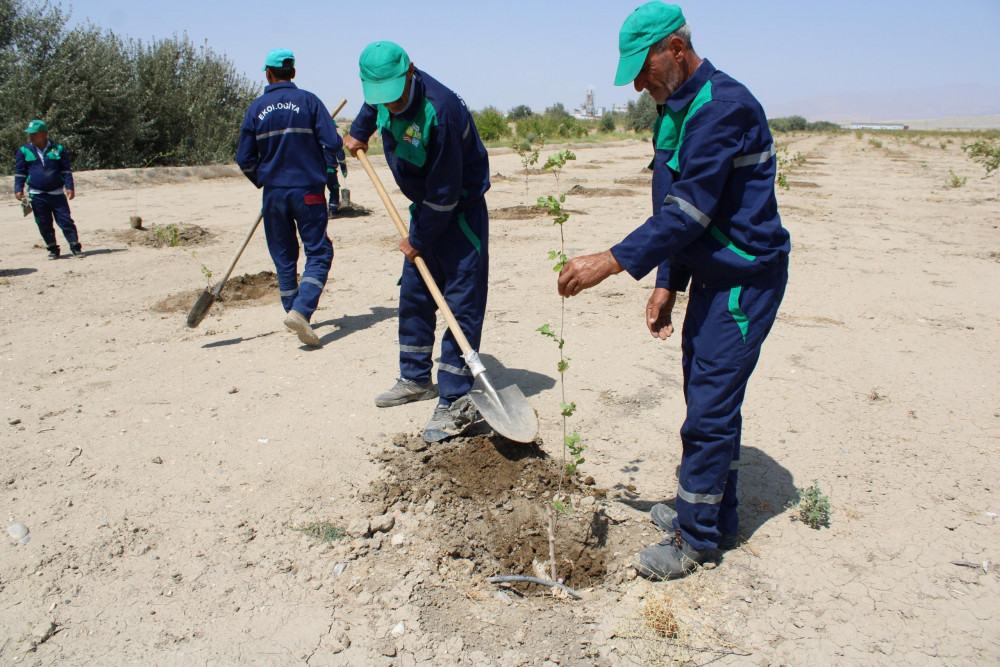 Ötən il salınmış tut bağında bərpa işləri aparılıb<font color=red> - FOTOLAR</font>