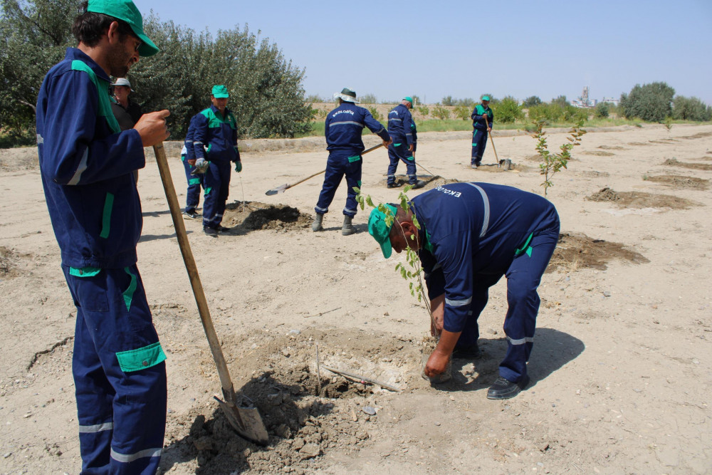 Ötən il salınmış tut bağında bərpa işləri aparılıb<font color=red> - FOTOLAR</font>