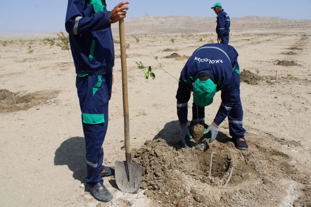Ötən il salınmış tut bağında bərpa işləri aparılıb<font color=red> - FOTOLAR</font>