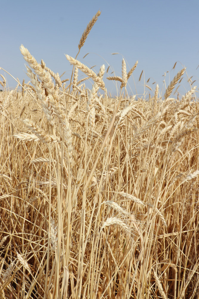 Naxçıvanda fermerlərə taxıl əkinləri üçün 3,7 milyon manatdan çox subsidiya ödənilib<font color=red> - FOTOLAR</font>