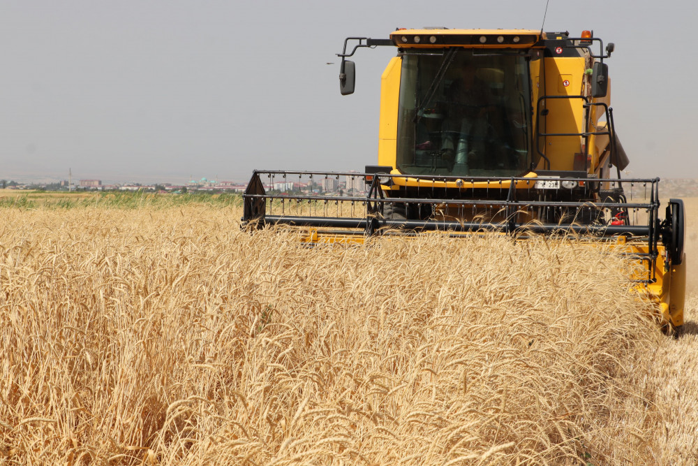 Naxçıvanda fermerlərə taxıl əkinləri üçün 3,7 milyon manatdan çox subsidiya ödənilib<font color=red> - FOTOLAR</font>