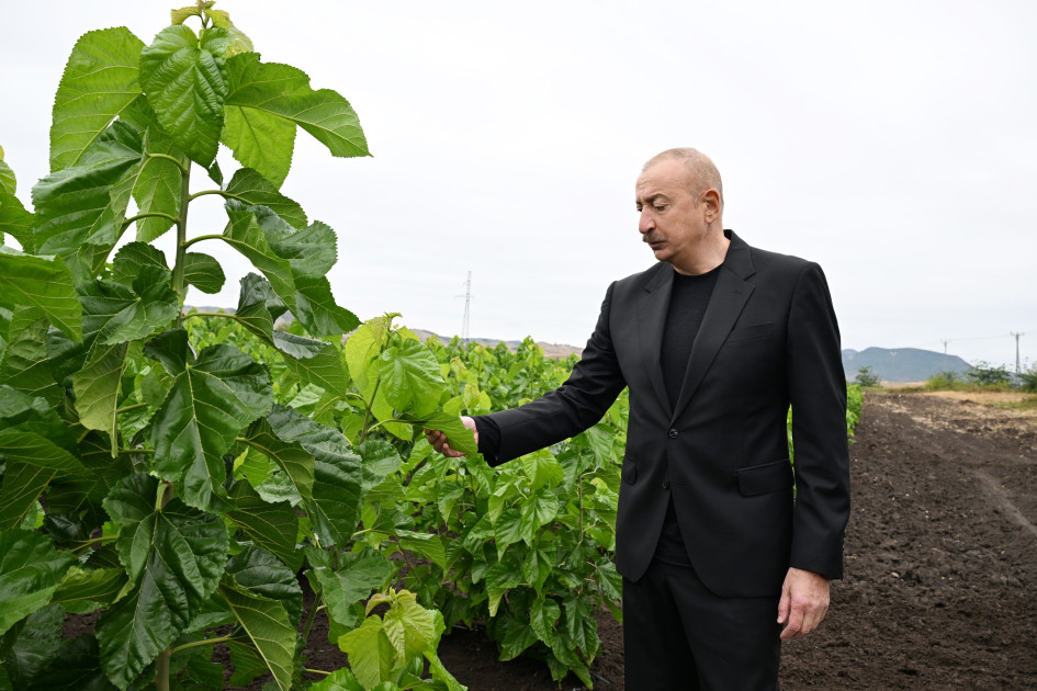 Prezident İlham Əliyev Xocalının Daşbulaq kəndində tut bağında görülmüş işlərlə tanış olub<font color=red> - FOTOLAR</font>