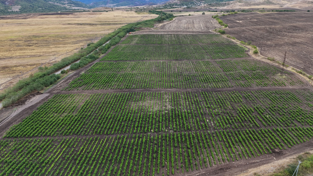 Prezident İlham Əliyev Xocalının Daşbulaq kəndində tut bağında görülmüş işlərlə tanış olub<font color=red> - FOTOLAR</font>