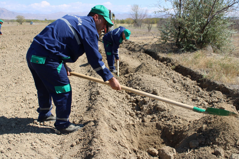 Yeni əkin mövsümündən Pircuvar Dövlət Meşəsinin sahəsi genişləndiriləcək<font color=red> - FOTOLAR</font>